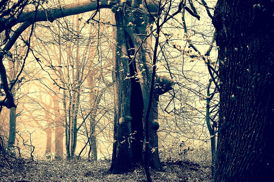 forest field during daytime, weird, ghostly, gespenstig, creepy HD wallpaper
