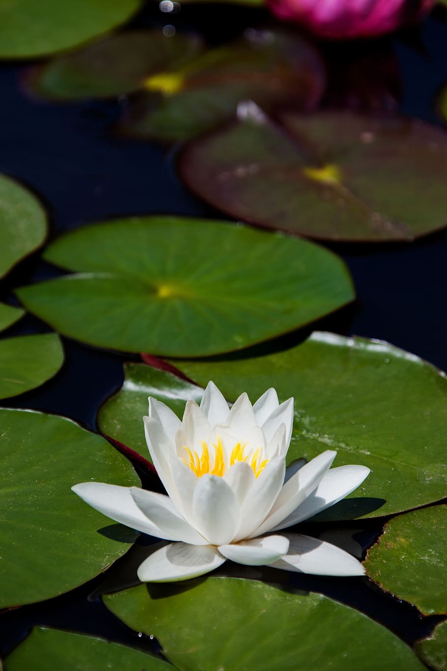 close up of white waterlily, aquatic, bloom, blossom, flora HD wallpaper