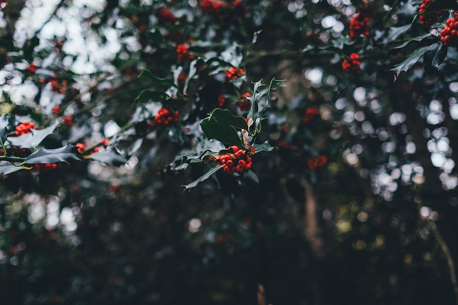 closeup photo of red fruits, holly berries, yuletide holly berries, HD wallpaper