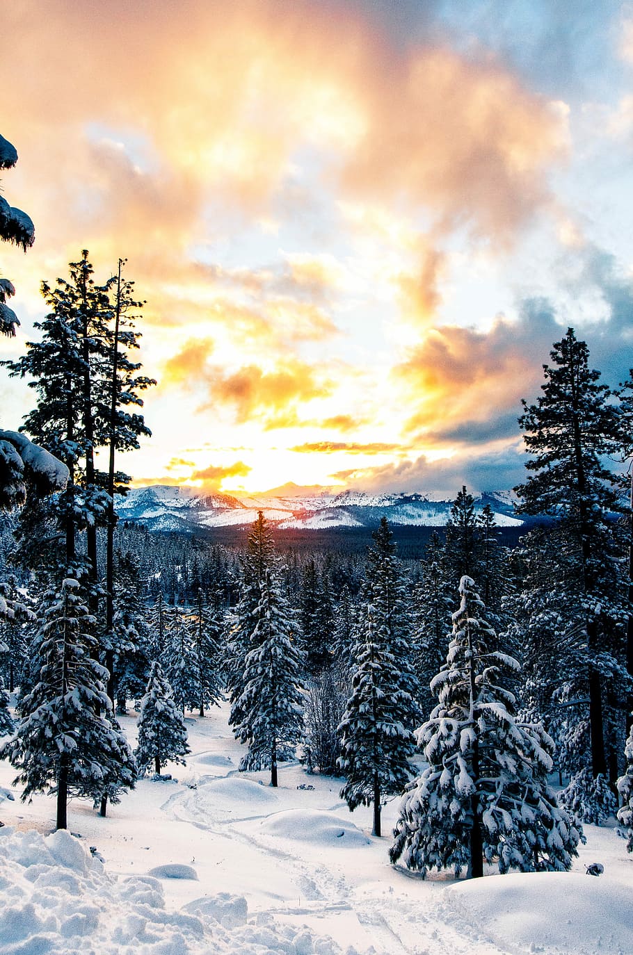pine tree on snow field, snow covered pine trees under cloudy sky during golden hour HD wallpaper