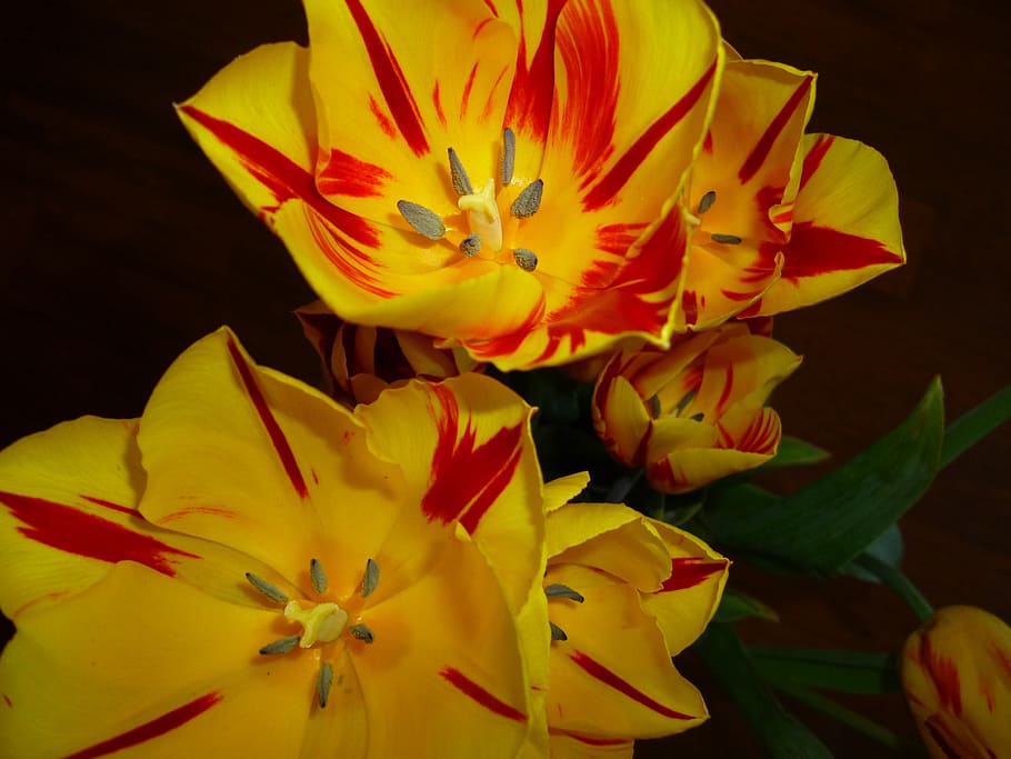 top view of yellow-and-red flowers, tulips, spring, flowering plant HD wallpaper