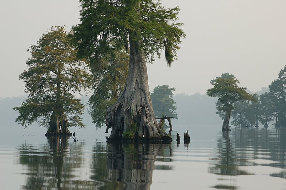 green leaf tree in body of water at daytime, great dismal swamp, HD wallpaper