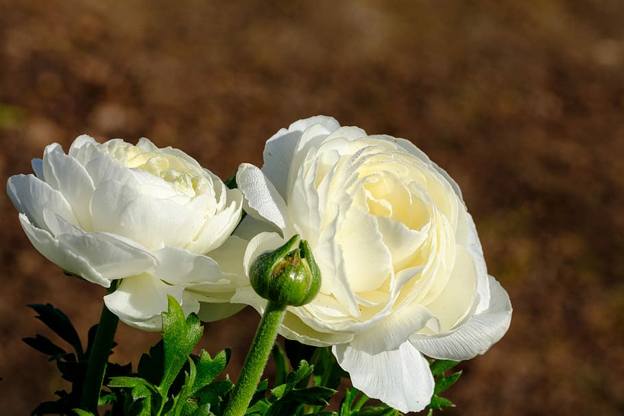 buttercup, ranunculus, blossom, bloom, spring, white, wet, dew HD wallpaper