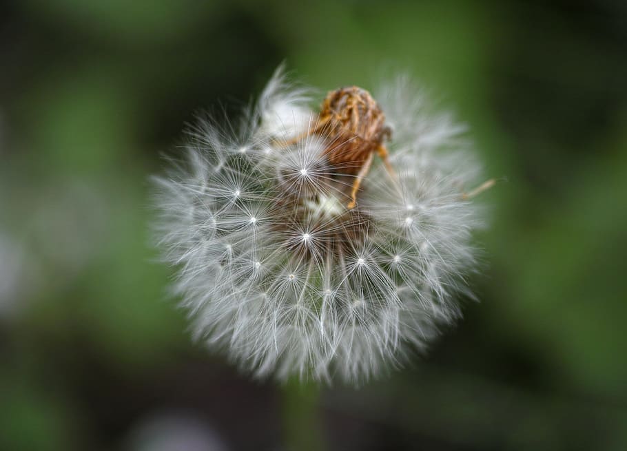 Dandelion, Flower, Nature, flowers, spring, garden, plant, white HD wallpaper