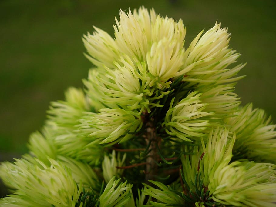 Spruce, Tree, Needles, Nature, Sprig, closeup, green, the details of the HD wallpaper