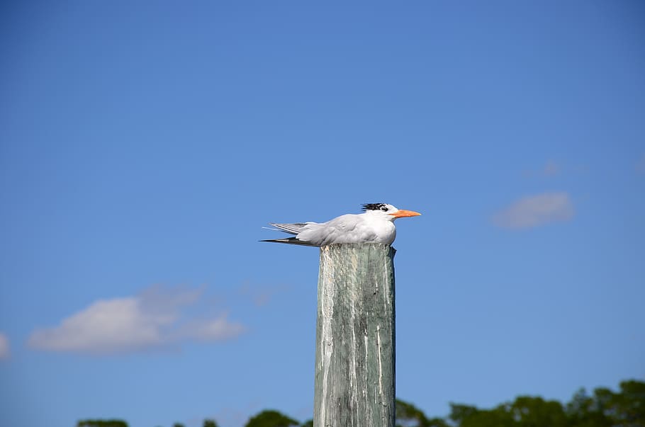 bird, sky, nature, animal themes, animal wildlife, vertebrate HD wallpaper