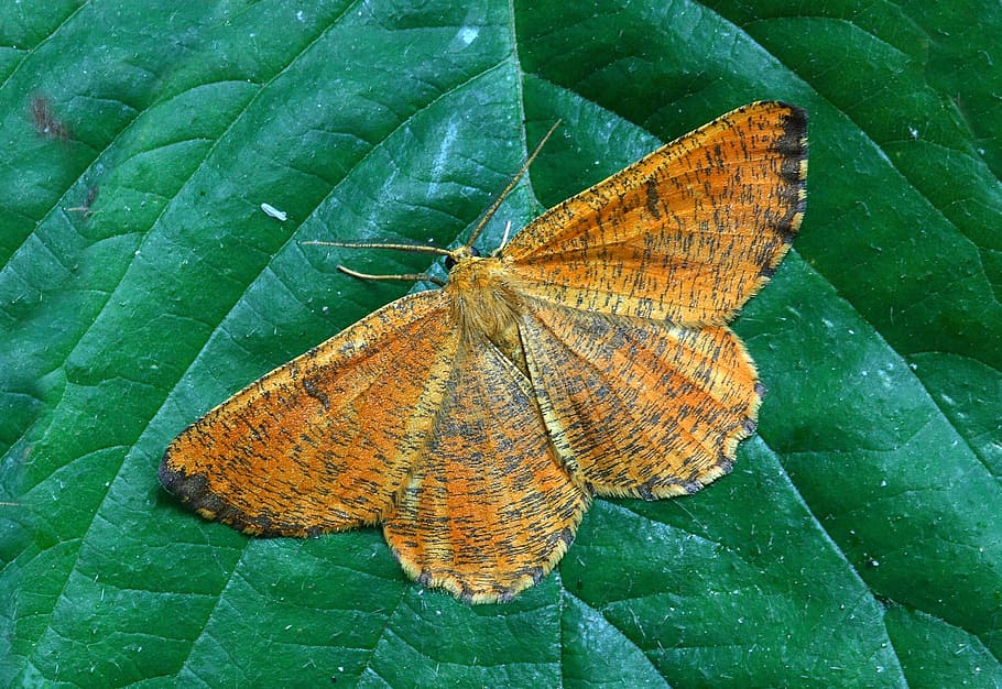 moth, macro, lepidoptera, british, nature, insect, wings, orange HD wallpaper