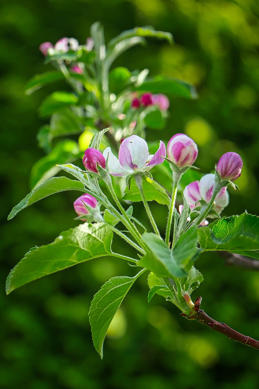 nature, plant, leaf, flower, garden, apple tree, blossom, bloom HD wallpaper