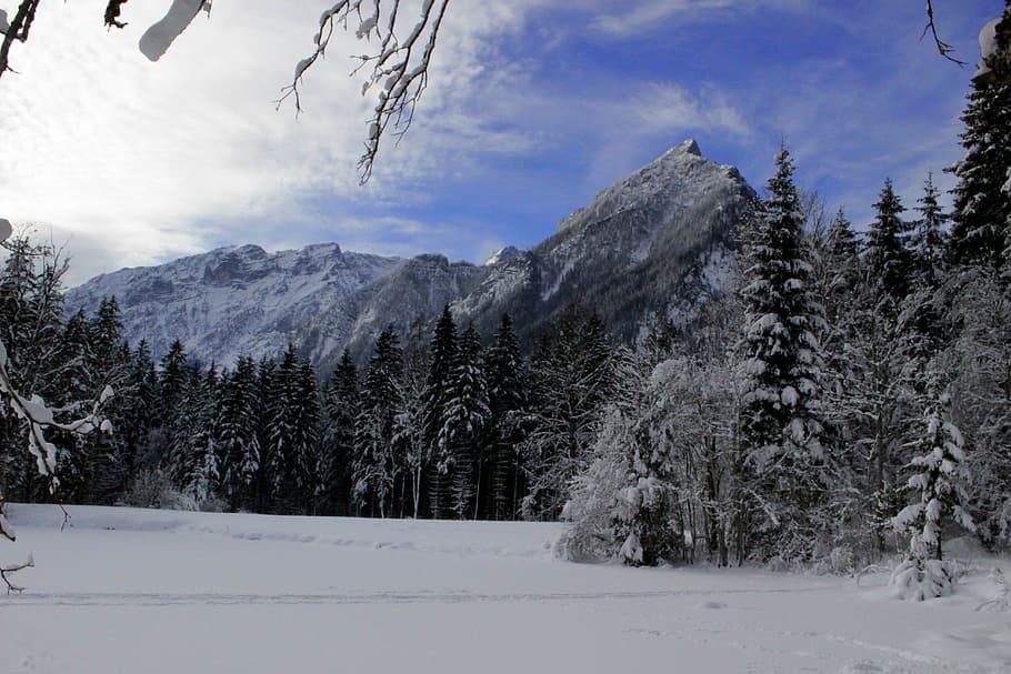 forest, wintry, trees, snowy, cold, winter magic, alpine, mountains HD wallpaper