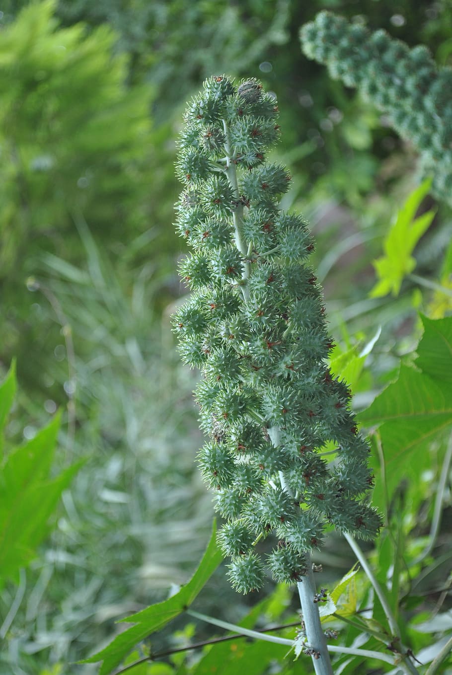 tree, plant, wild, growth, green color, beauty in nature, close-up HD wallpaper