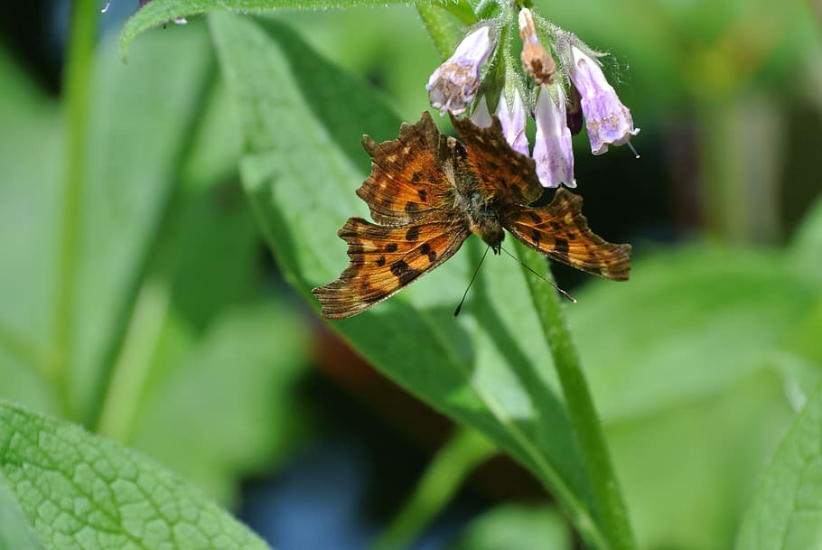 butterfly, insect, animal, plant, leaf, plant part, animal themes HD wallpaper