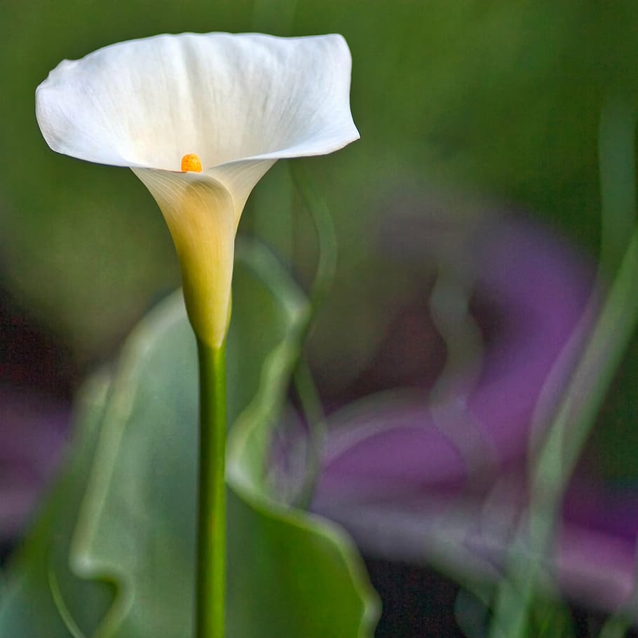 white peace lily, zantedeschia, aethiopica, calla, arum, striking