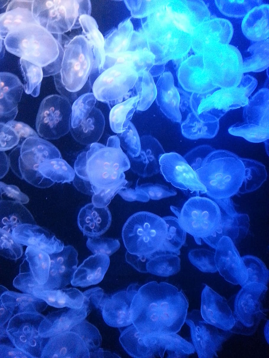 HD wallpaper: jellyfish, jelly fish, underwater, ocean, nature ...