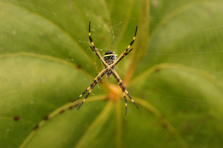 nature, in, the, field, ulloa, risaralda, arachnid, spider web, HD wallpaper