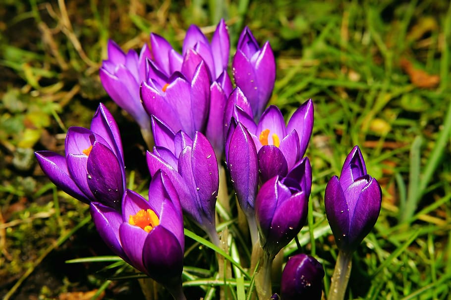 selective focus photography of purple petaled flowers, blossom HD wallpaper