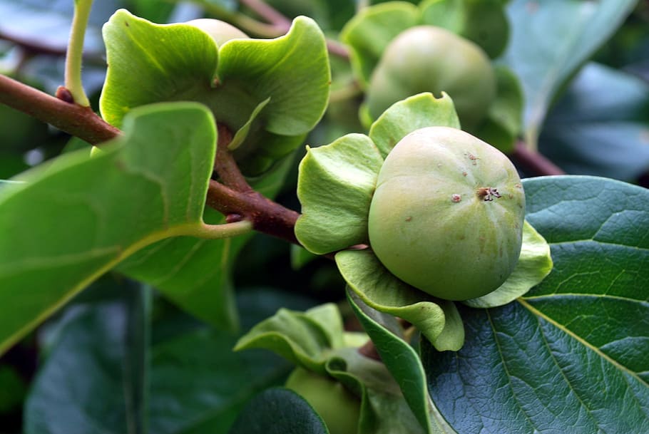 persimmon, fruit, tree, grow, food, healthy, fresh, natural HD wallpaper