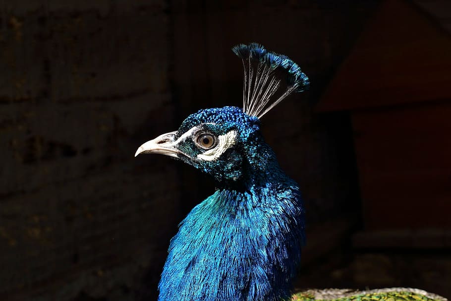 close-up photo blue peacock, head, peafowl, profile, feather HD wallpaper