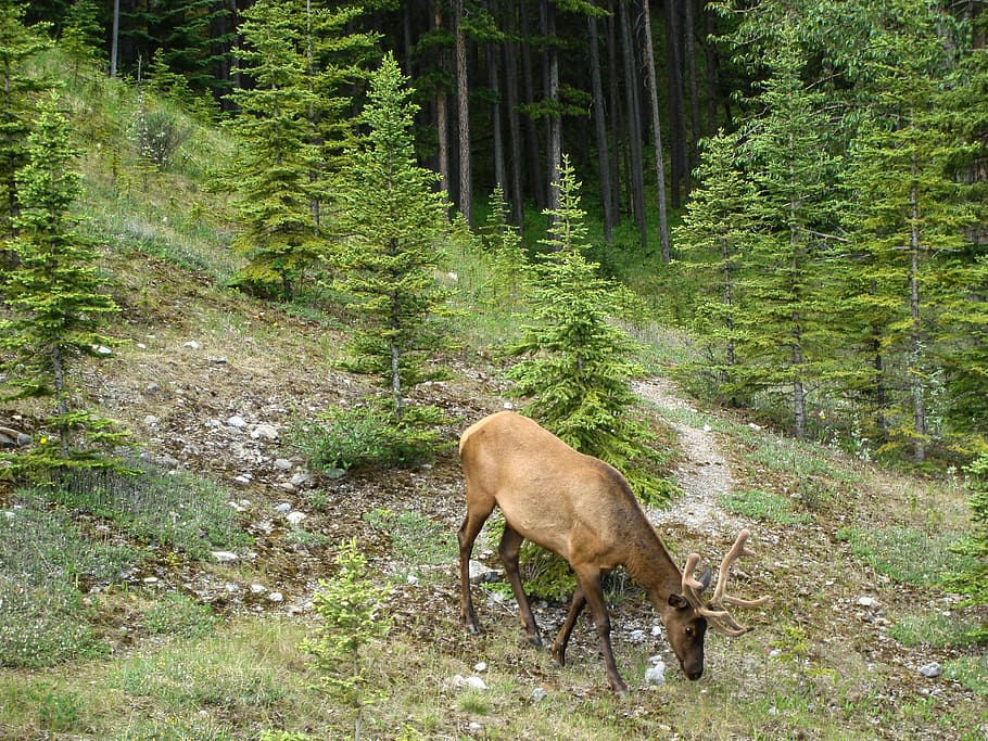 elk, velvet, horns, jasper, alberta, canada, wildlife, animal, HD wallpaper