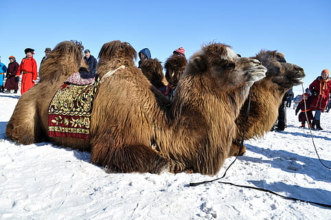 brown camel on white sand at blue hour, winter, bactrian, mongolia HD wallpaper