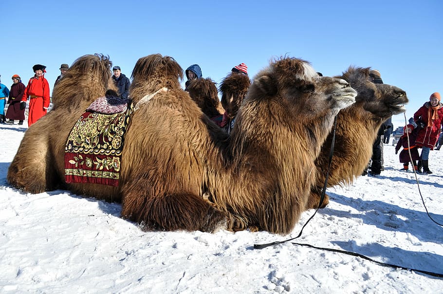 brown camel on white sand at blue hour, winter, bactrian, mongolia HD wallpaper