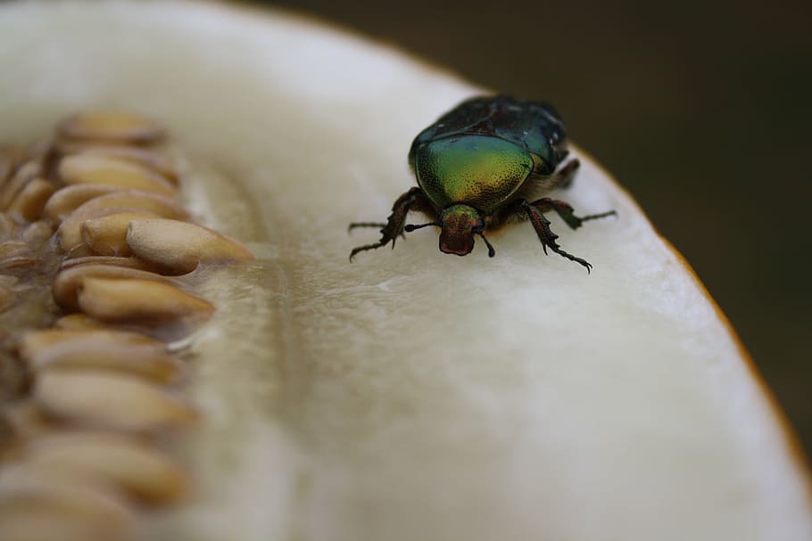 insect, macro, green, animal, nature, close-up, wildlife, beetle HD wallpaper