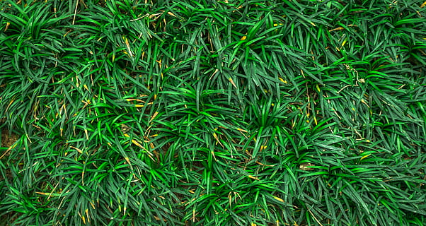 green grass, leaf, nature, abstract, plants, herb, gregarious HD wallpaper