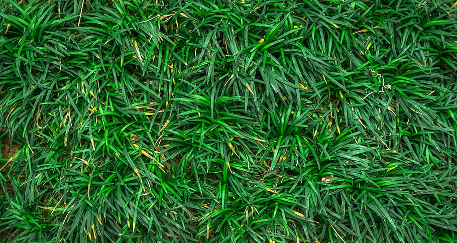 green grass, leaf, nature, abstract, plants, herb, gregarious HD wallpaper