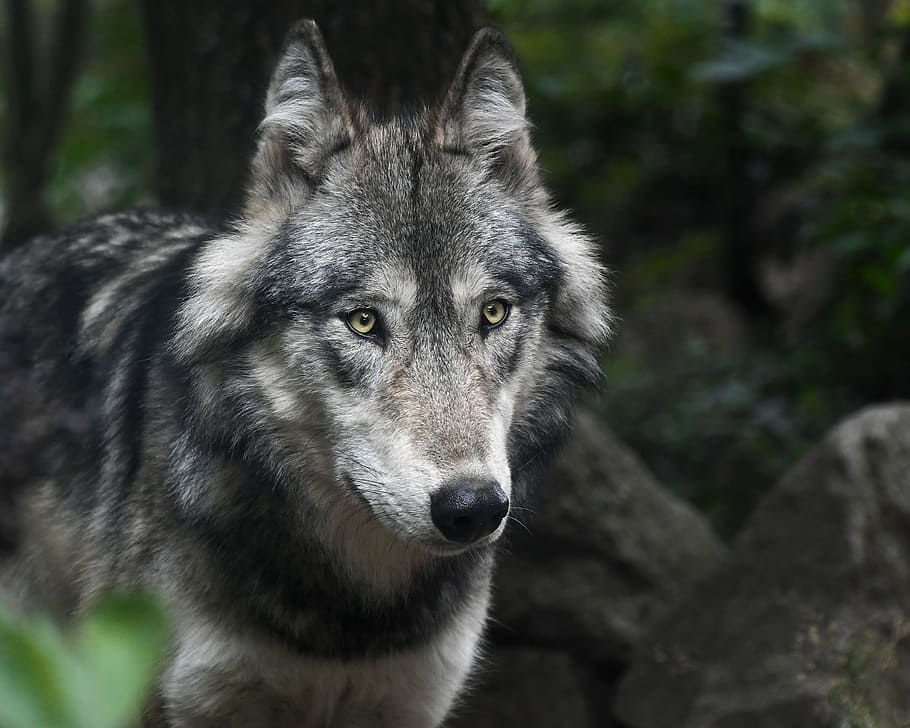 gray and black wolf beside tree, predator, grey, animal, mammal HD wallpaper