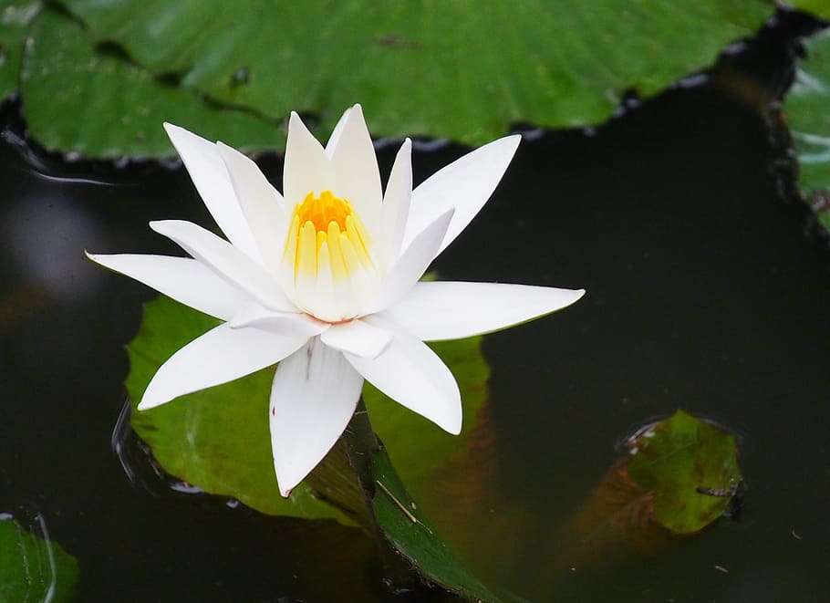 flower, flora, pool, lotus, leaf, lily, nature, blooming, flowering plant HD wallpaper