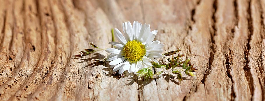 white daisy flower photo, blossom, bloom, grasses, wood, pointed flower HD wallpaper