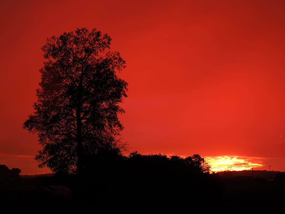 sunset, tree, horizontally, plant, silhouette, beauty in nature HD wallpaper