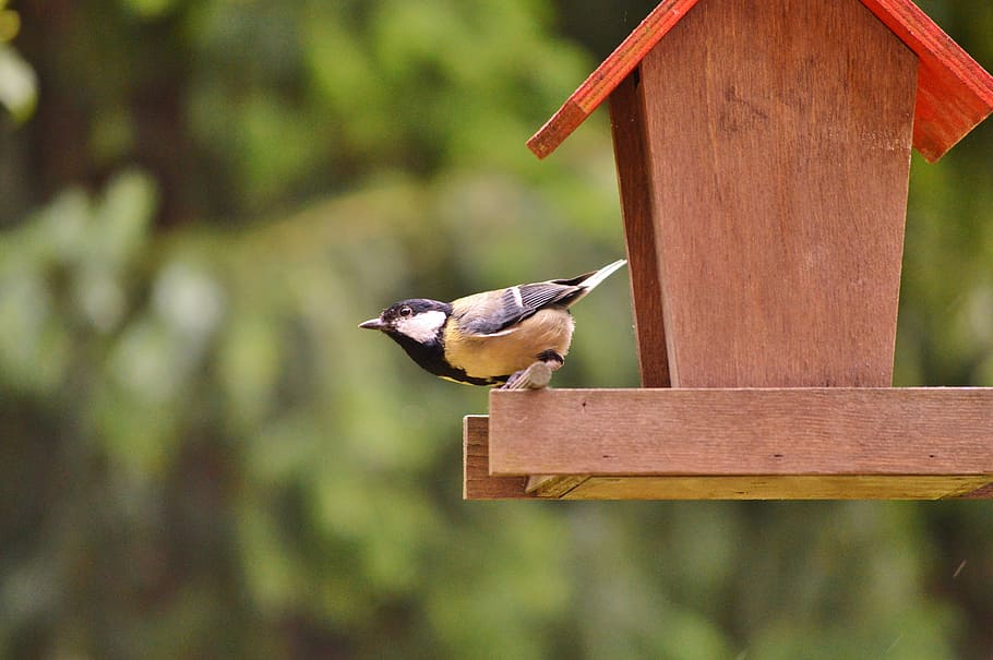 tit, bird, foraging, garden, animal themes, animal wildlife HD wallpaper