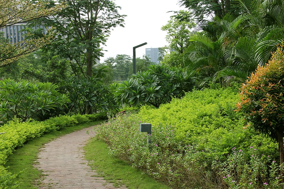 Path, Greenway, Nature, environmental protection, fresh, tree HD wallpaper