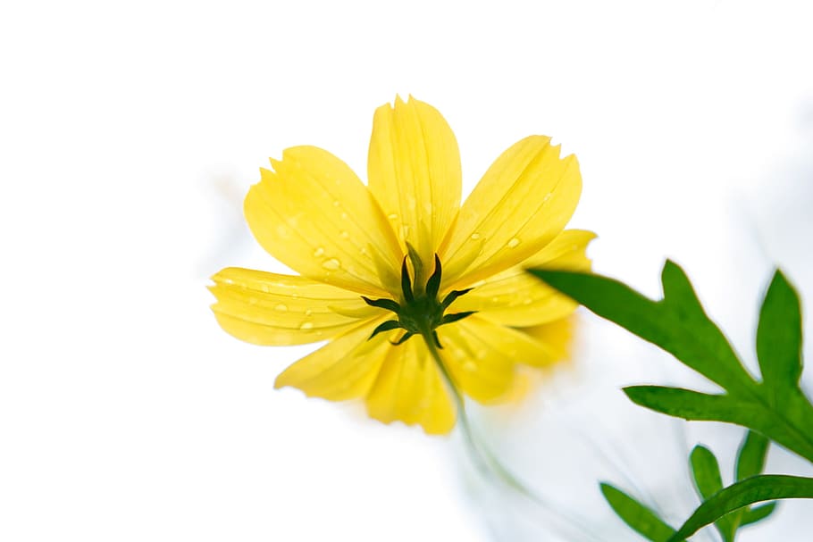 Yellow, Spring, Fresh, flower, freshness, petal, white background HD wallpaper