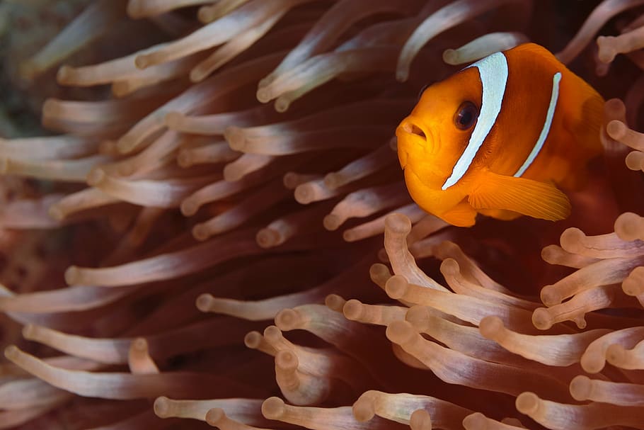 orange clown fish on corals, nemo, underwater, sea animal, meeresbewohner, HD wallpaper