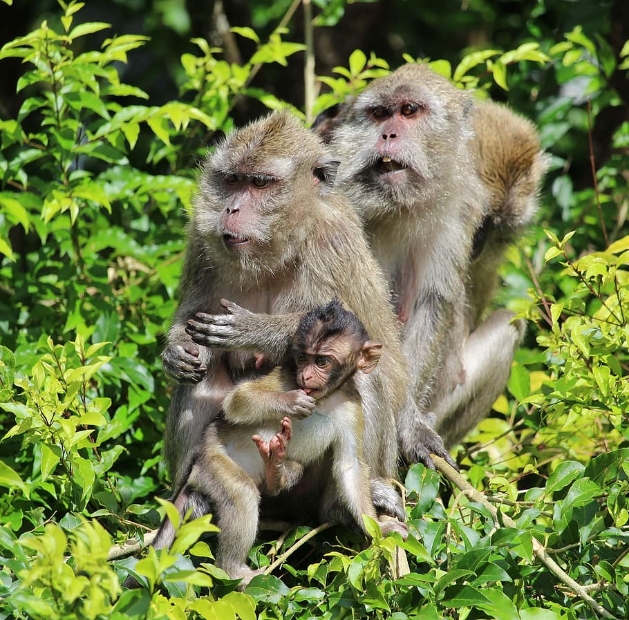 Ape, Mauritius, monkey baby, animals in the wild, animal family HD wallpaper