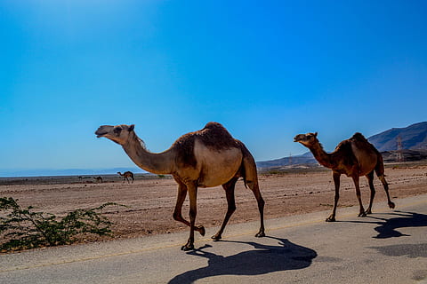 3840x2160px | free download | HD wallpaper: man riding camel on desert ... Shinx Wallpaper