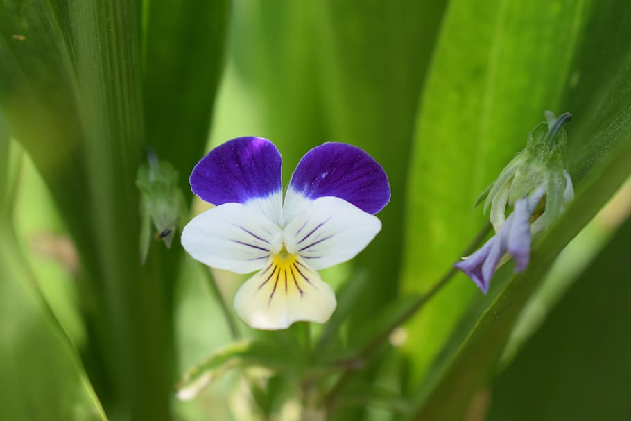 violet, summer, flower, nature, flowering plant, freshness HD wallpaper