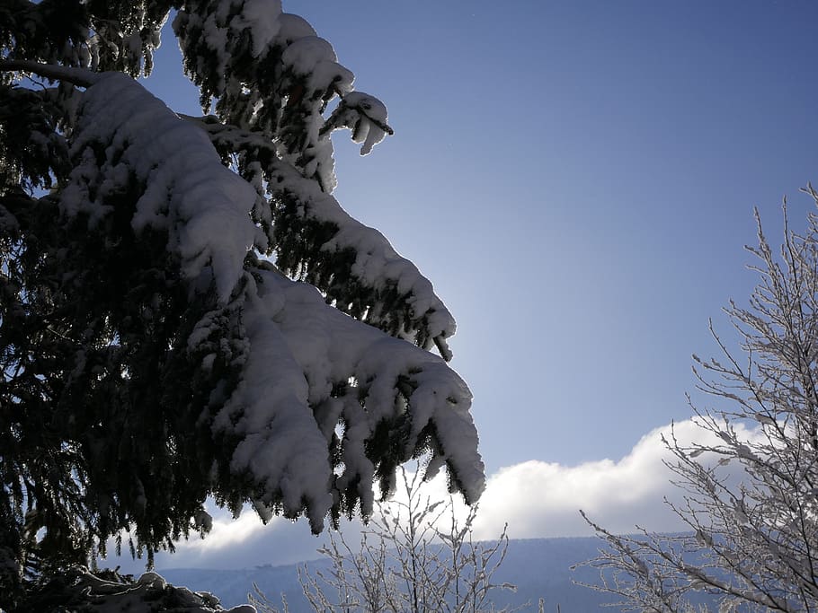 snow, winter, tree, outdoors, nature, sky, frozen, season, weather HD wallpaper