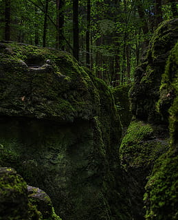 green mossy rocks near trees, forest, bemoost, nature, wild HD wallpaper