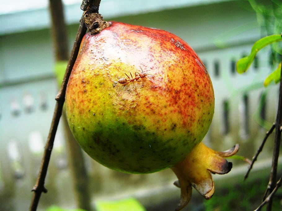 pomegranate, fruit, ants, twig, leaf, green, plants, healthy eating HD wallpaper