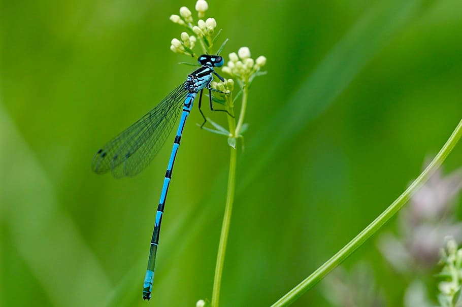 dragonfly, insect, nature, predator, blue, animal, wildlife HD wallpaper