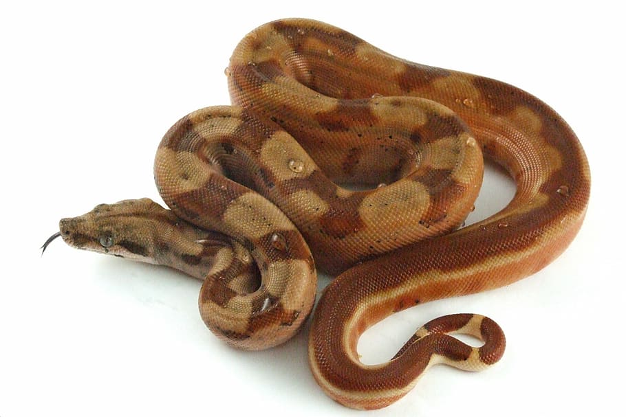 brown Burmese python, reptile, snake, hypo, boa, constrictor HD wallpaper