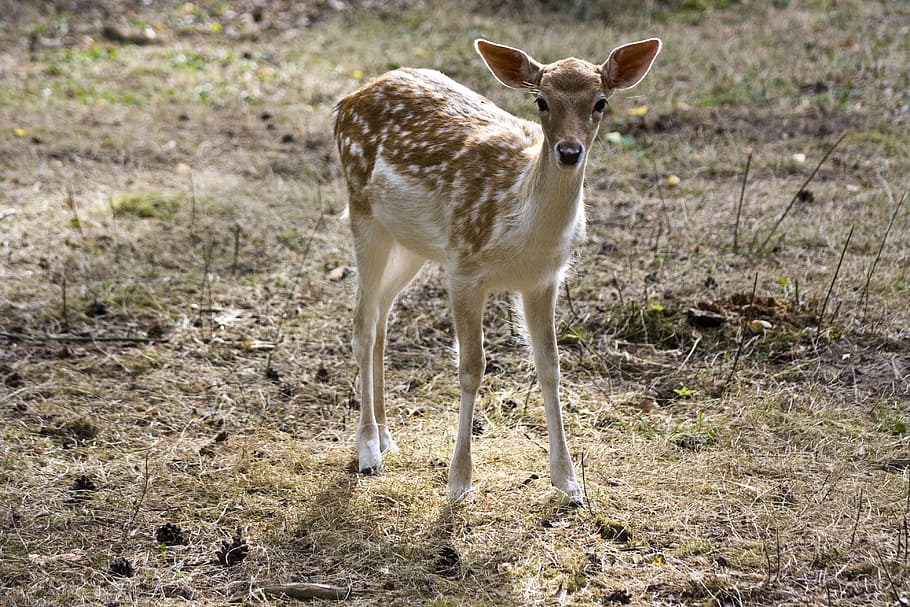 brown and white doe on field, young fallow deer, kitz, fur HD wallpaper