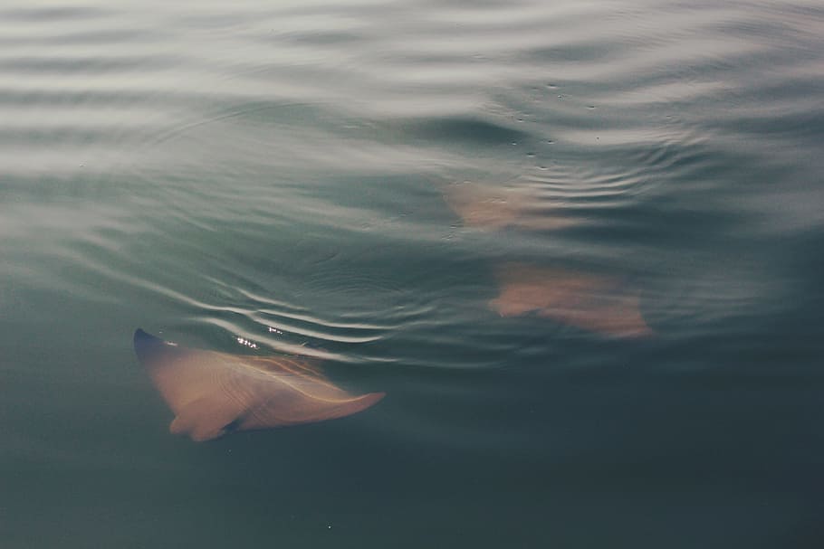 school of sting-ray, three brown sting rays, white, manta rays HD wallpaper