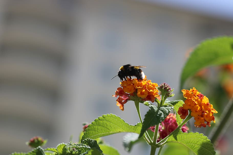 Bee, Flower, Spring, Green, Macro, nature, plant, garden, insect HD wallpaper