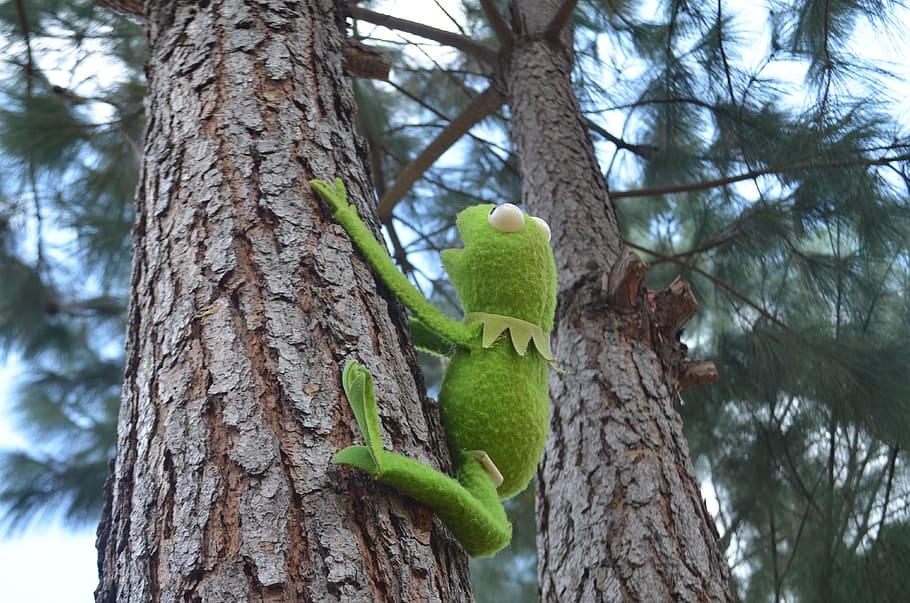Kermit, Green, Tree, rene, tree trunk, one animal, green color HD wallpaper