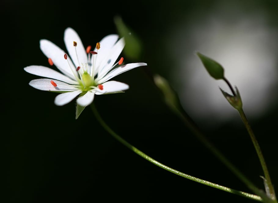 flower, nature, plant, spring, meadow, garden, the petals, beauty HD wallpaper