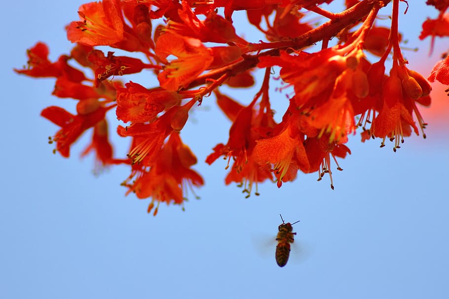 bee, nature, blossom, bloom, flourishing tree, spring, red HD wallpaper