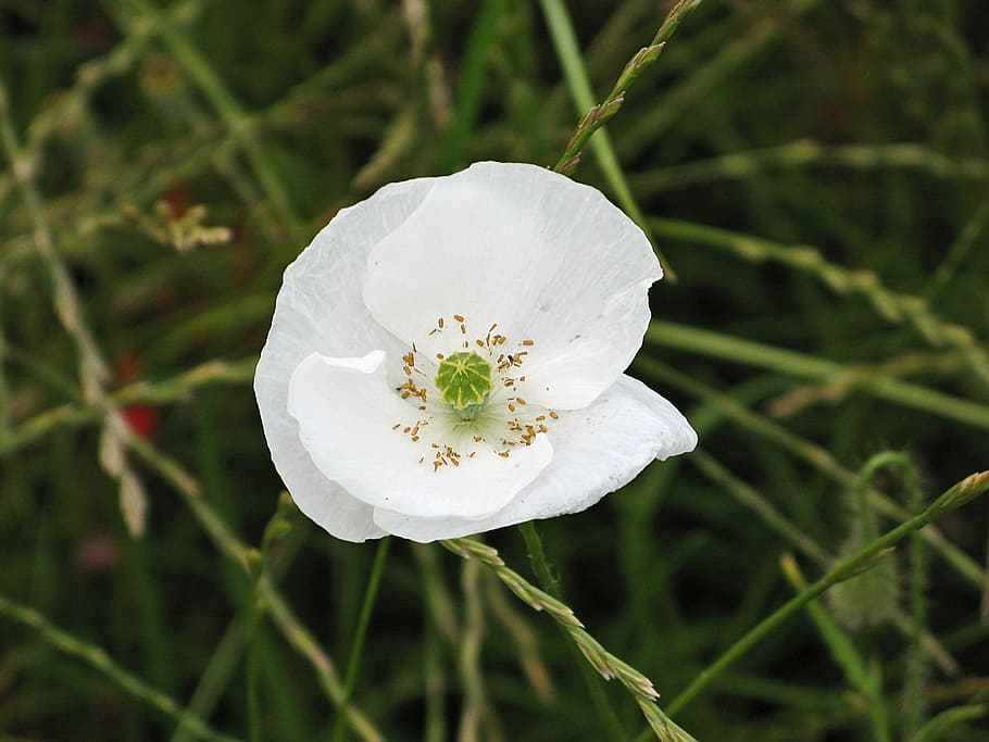 poppy, white poppy, mohngewaechs, klatschmohn, papaver rhoeas, HD wallpaper